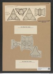Diatomeae indet. Zeichnungen Sammlung Grunow Nr. 7556 (NHMW-BOT-W0376700)
